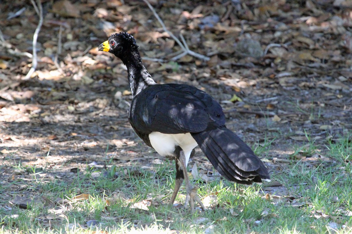 Bare-faced Curassow - ML88246041