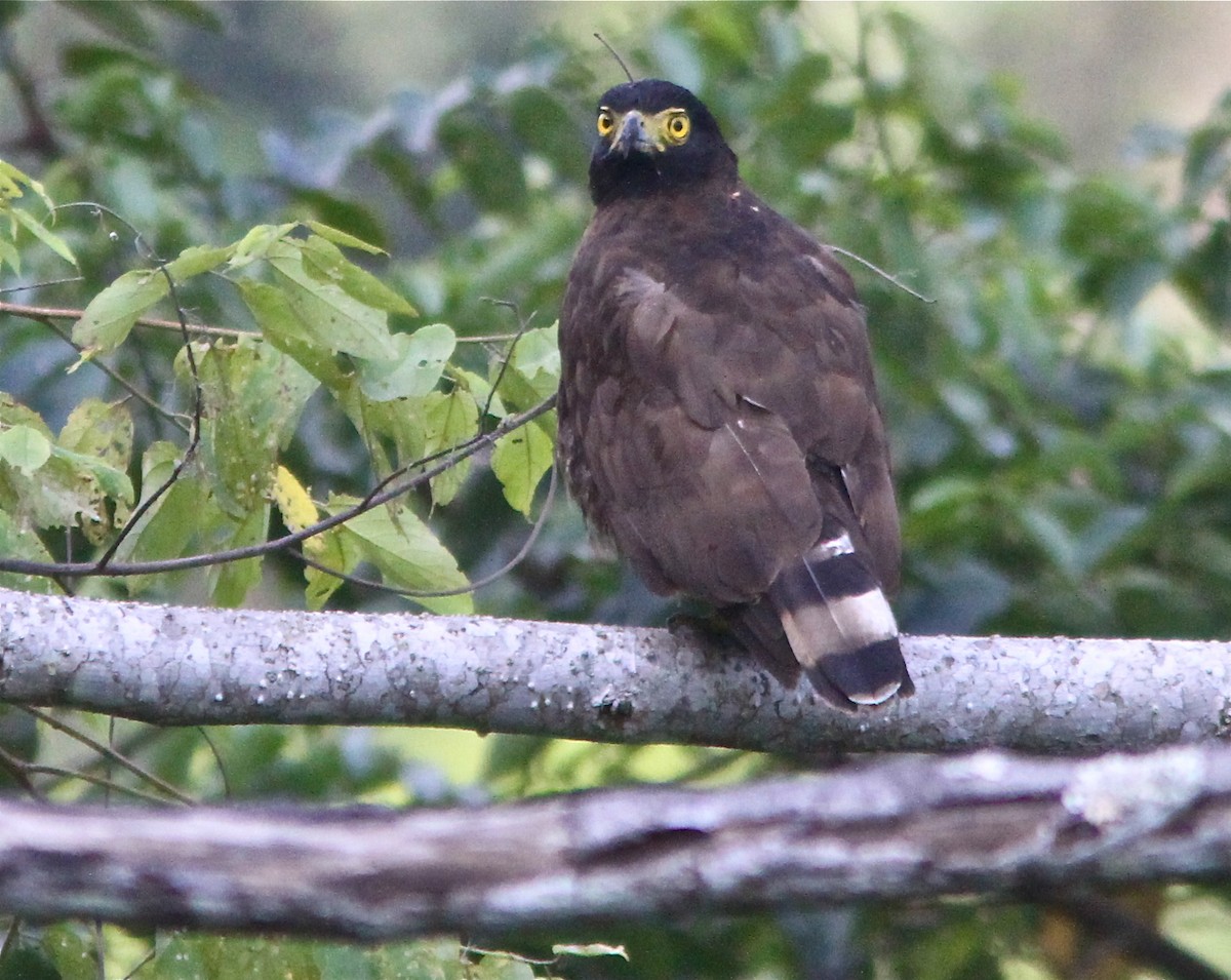 Sulawesi Serpent-Eagle - Don Roberson