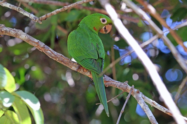 White-eyed Parakeet