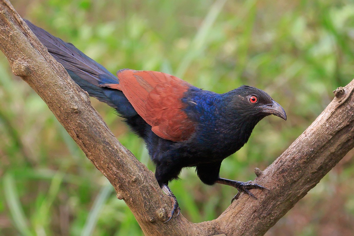Greater Coucal (Southern) - ML88248781