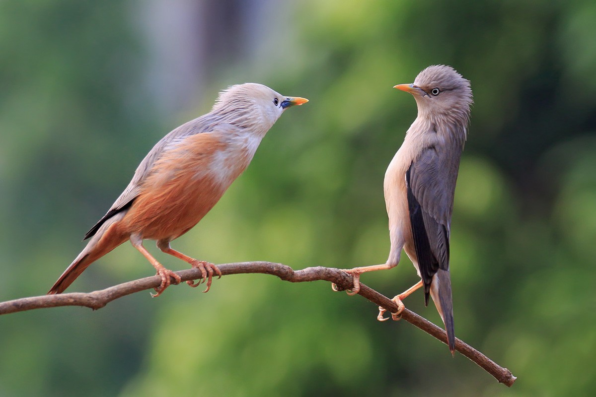 Chestnut-tailed Starling - ML88249661