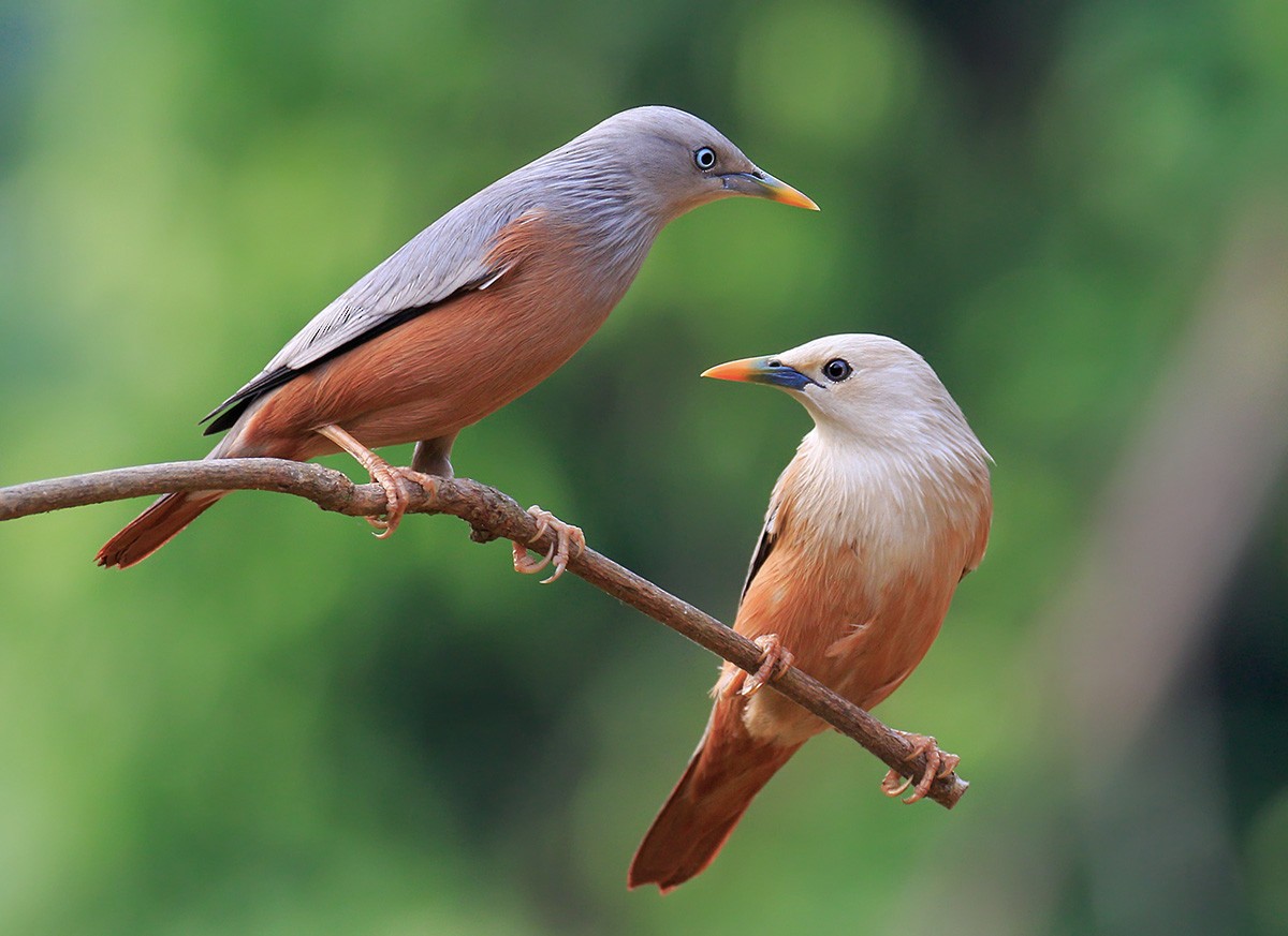 Chestnut-tailed Starling - ML88249671