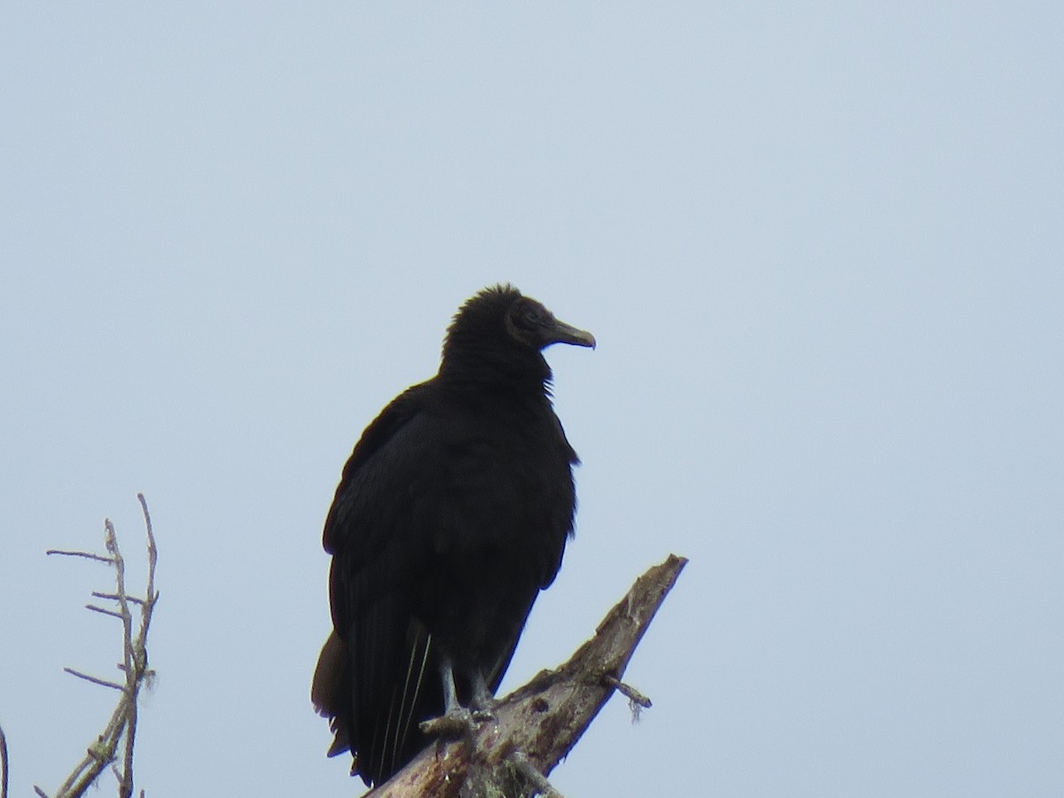 Black Vulture - ML88249851