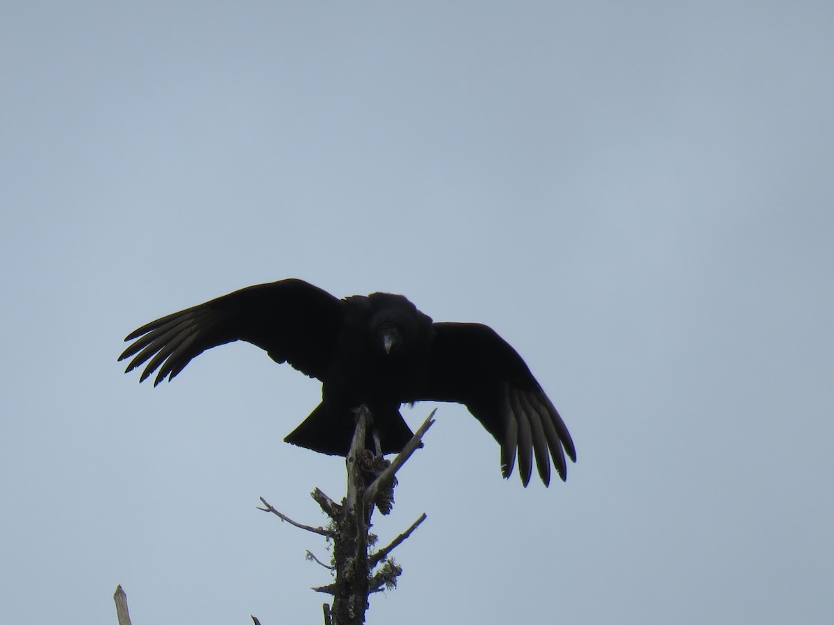 Black Vulture - ML88249941