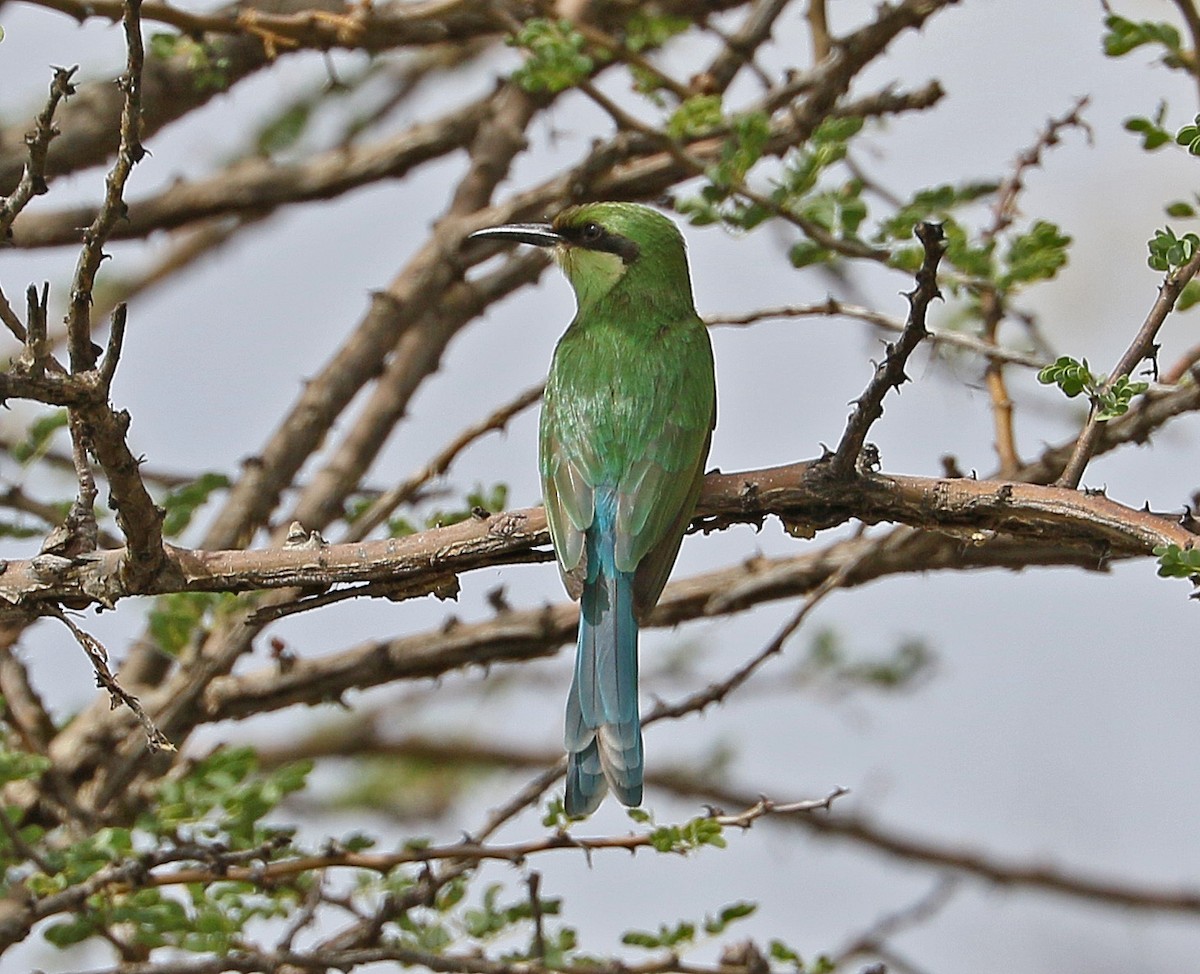 Swallow-tailed Bee-eater - ML88252211