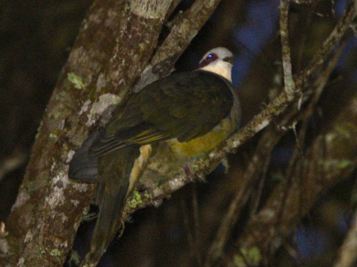 Red-eared Fruit-Dove (Red-eared) - Don Roberson