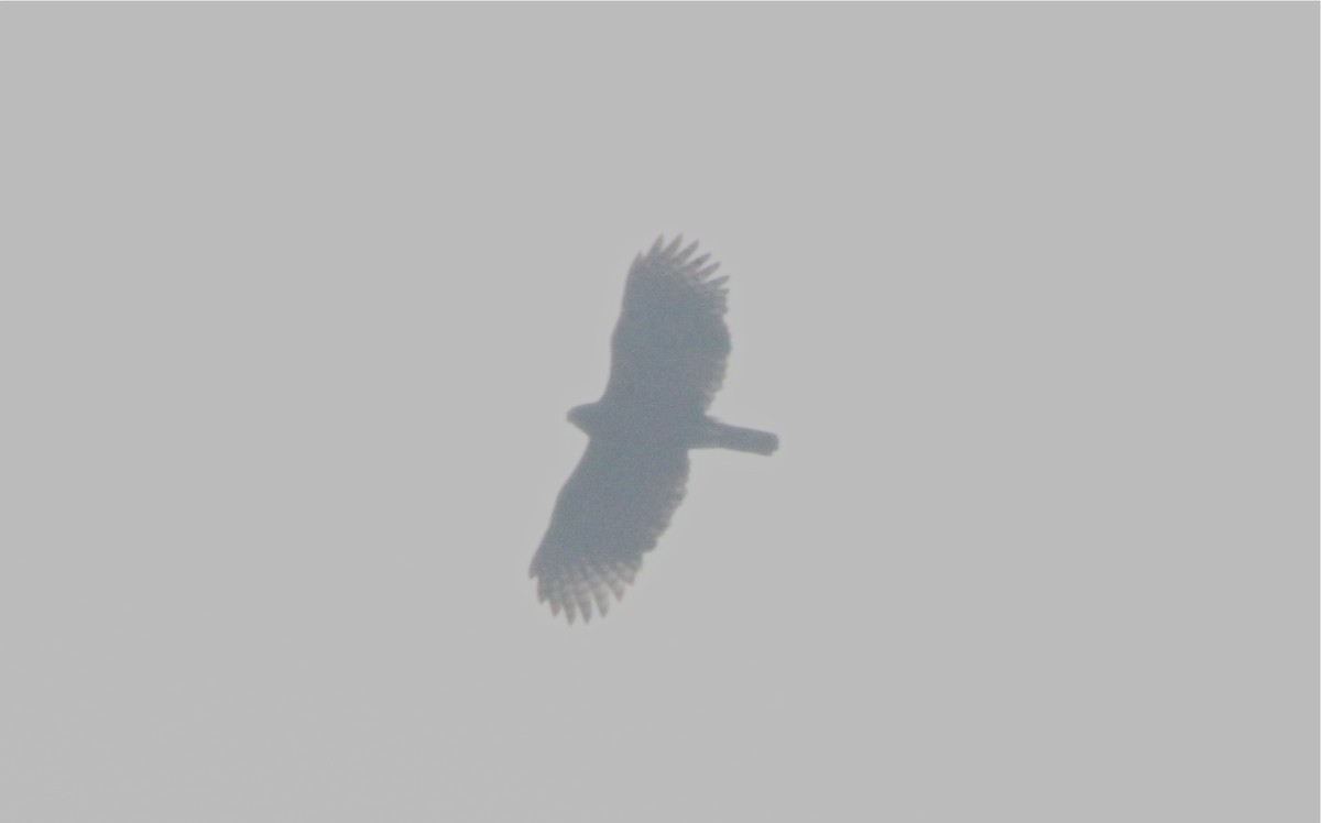 Sulawesi Hawk-Eagle - Don Roberson