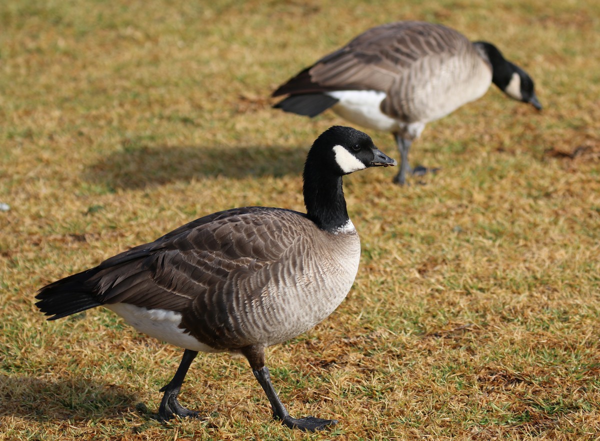 Cackling Goose (Aleutian) - ML88255301