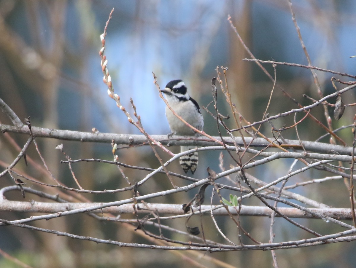 Downy Woodpecker - Pair of Wing-Nuts