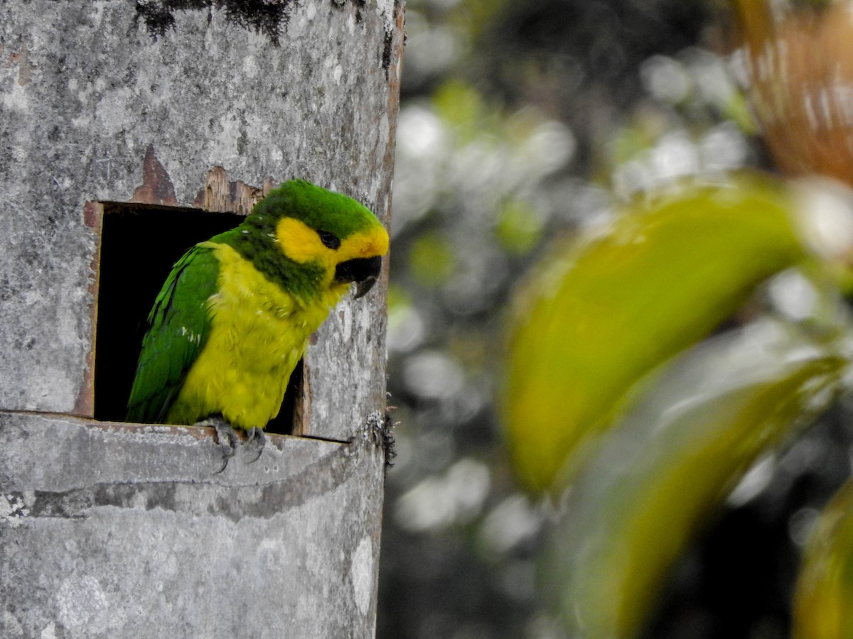 Yellow-eared Parrot - ML88256311