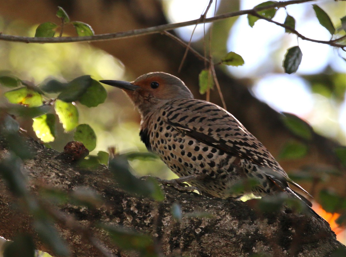 Northern Flicker - Pair of Wing-Nuts