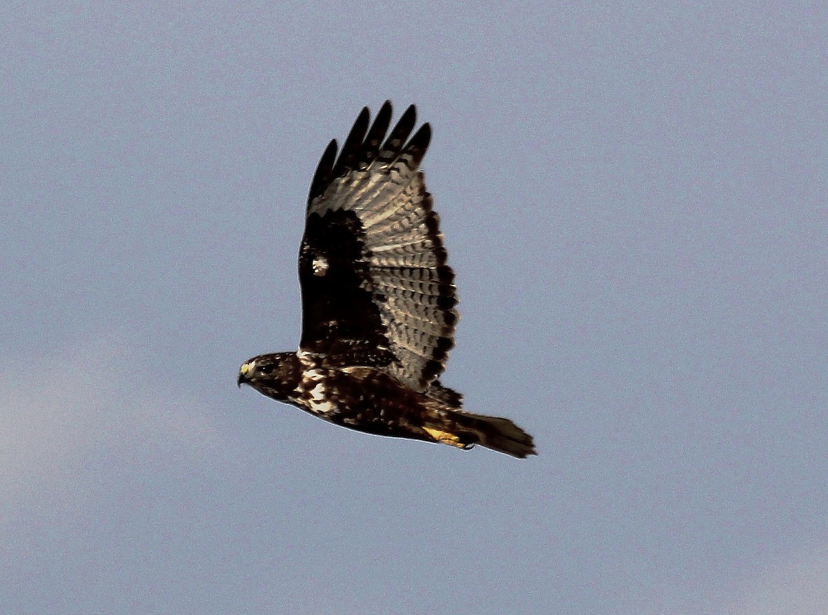 Red-tailed Hawk (Harlan's) - ML88256731