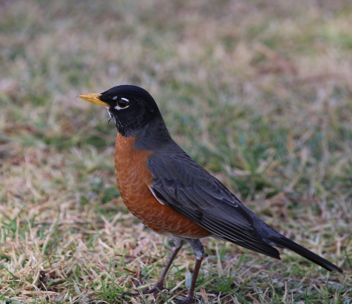 American Robin - Pair of Wing-Nuts