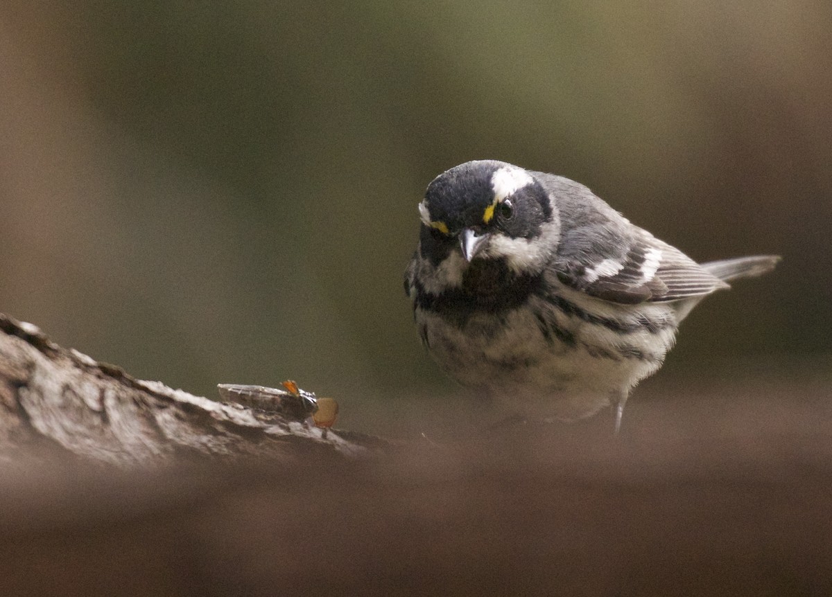 Black-throated Gray Warbler - Dan Roth