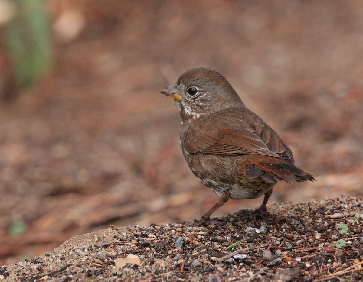 Fox Sparrow (Sooty) - ML88257271
