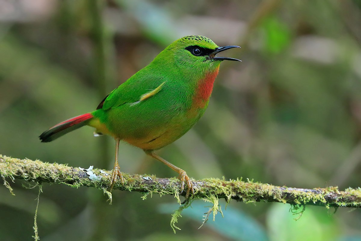 Fire-tailed Myzornis - ML88258261