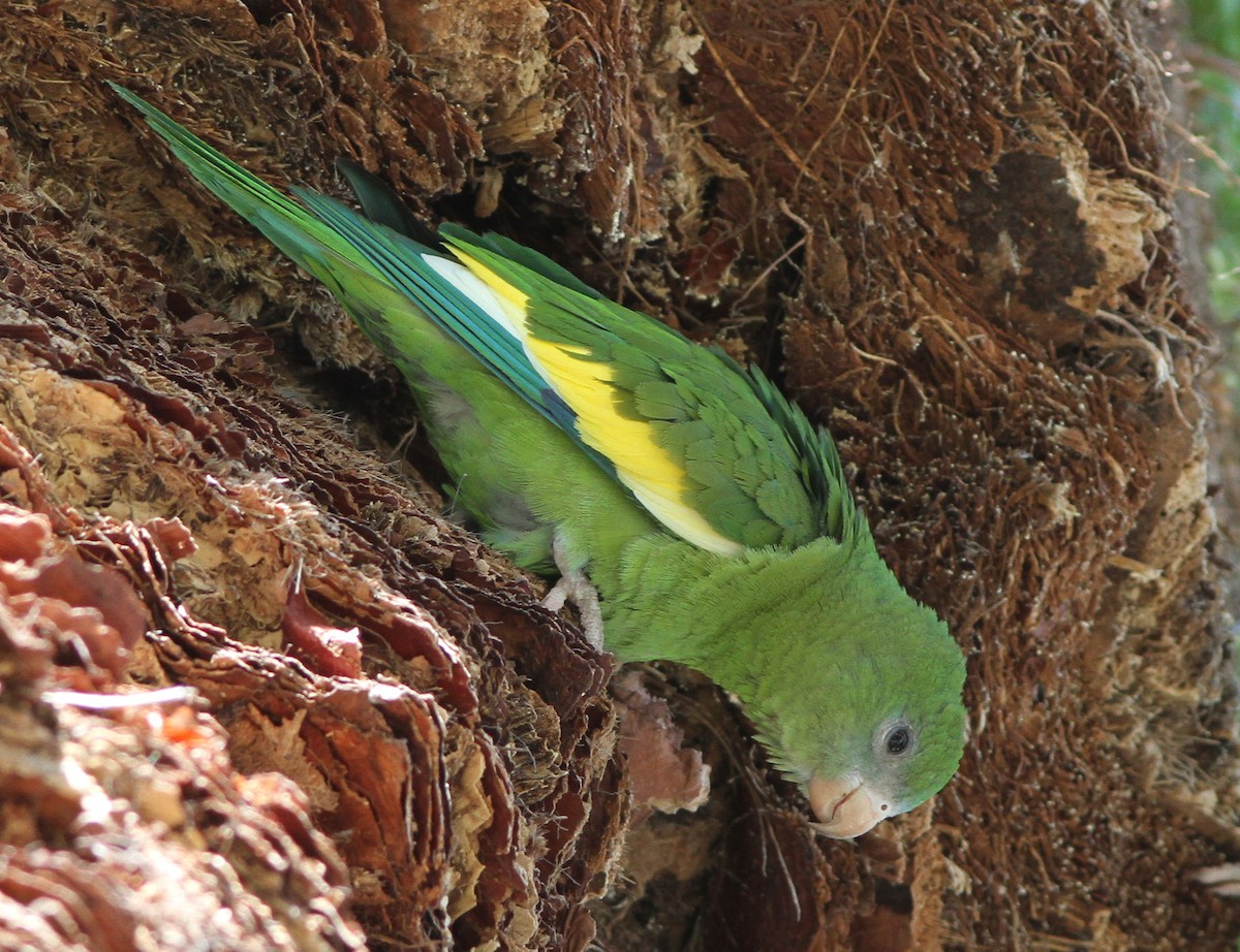 White-winged Parakeet - Steven Glynn