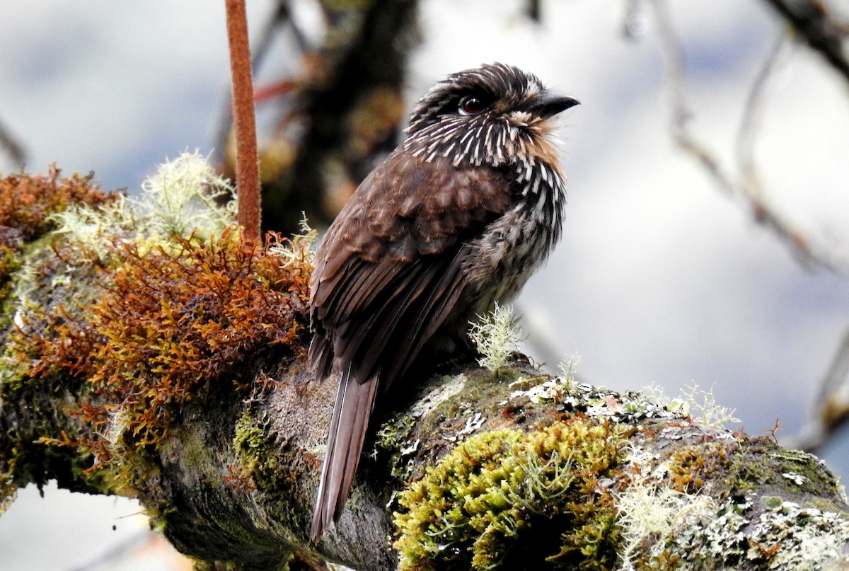 Black-streaked Puffbird - Fernando Angulo - CORBIDI
