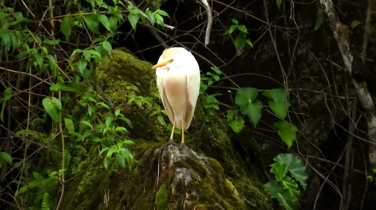 Western Cattle Egret - Fernando Angulo - CORBIDI