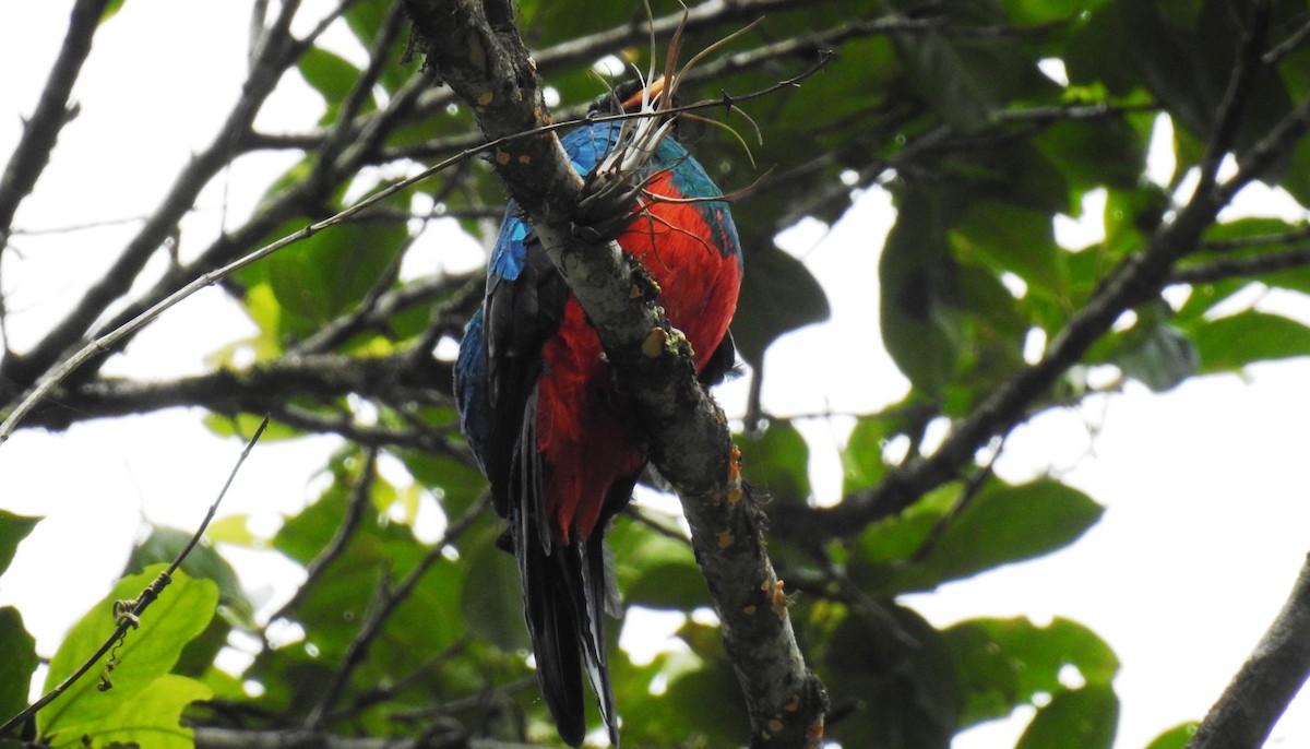 Golden-headed Quetzal - Fernando Angulo - CORBIDI