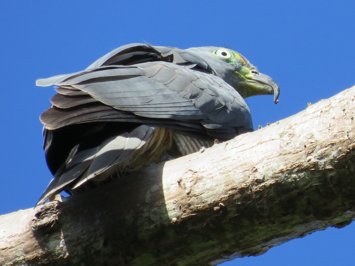 Hook-billed Kite (Grenada) - John W. Cobb