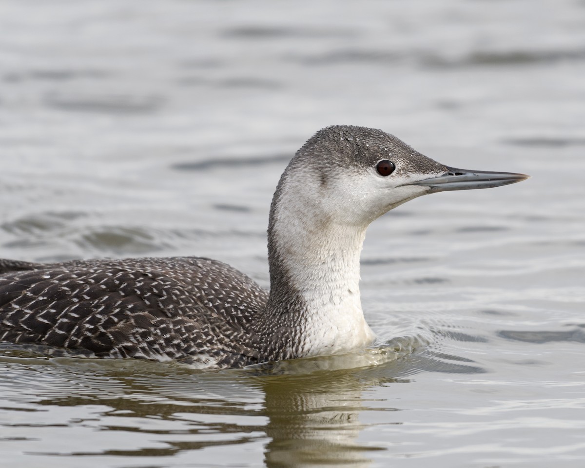 Red-throated Loon - Shayna Marchese
