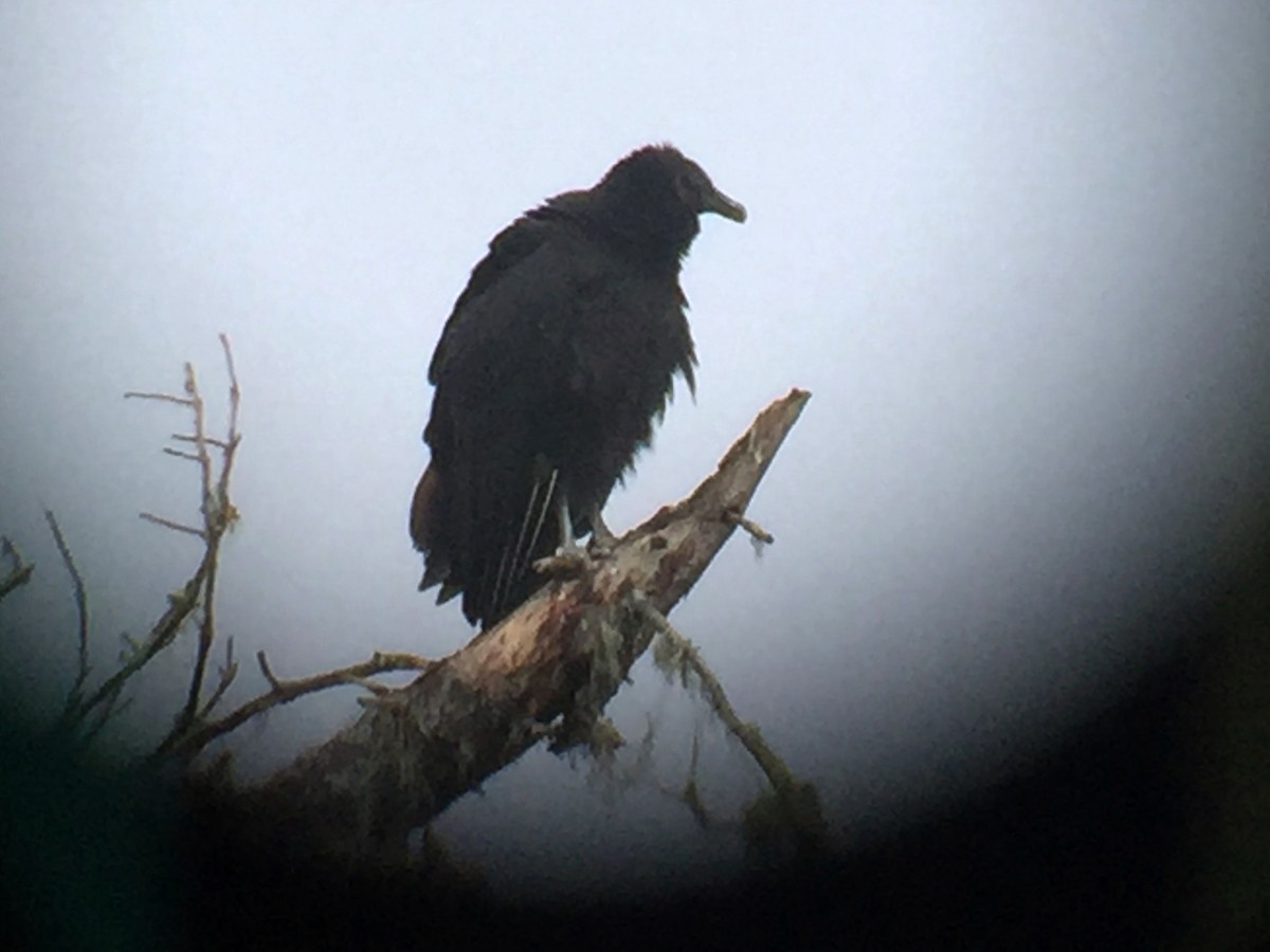 Black Vulture - Matthew Dodder