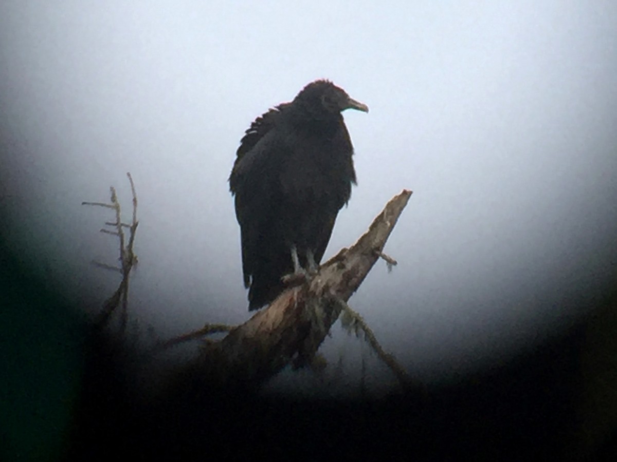Black Vulture - Matthew Dodder