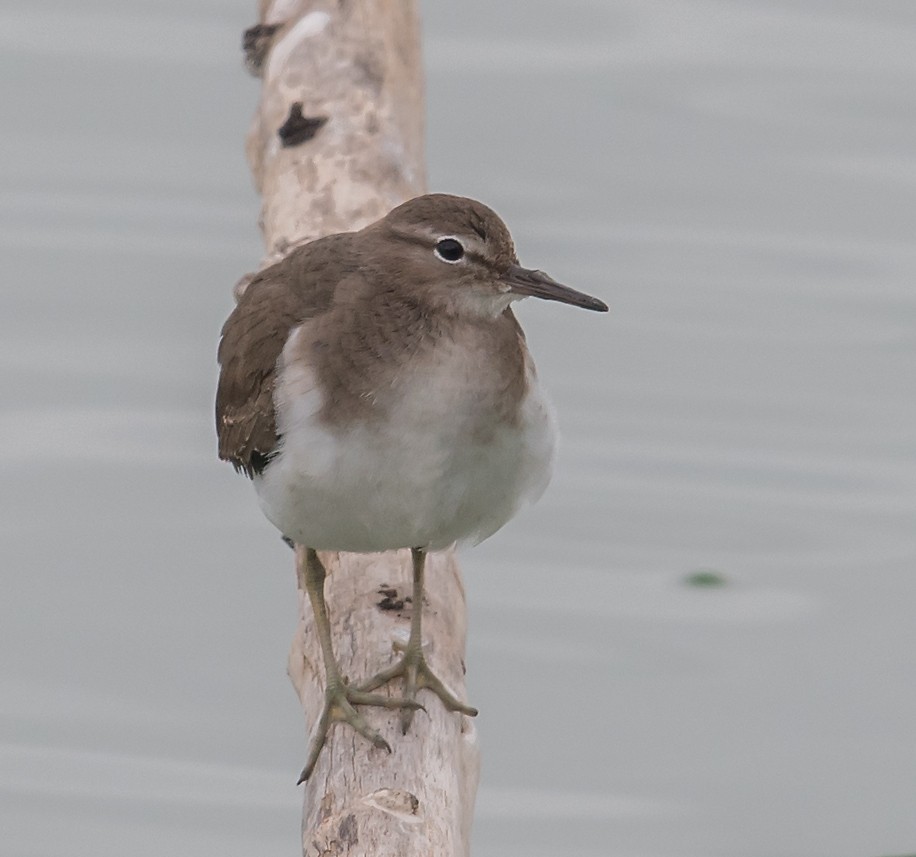 Spotted Sandpiper - Mike Stewart
