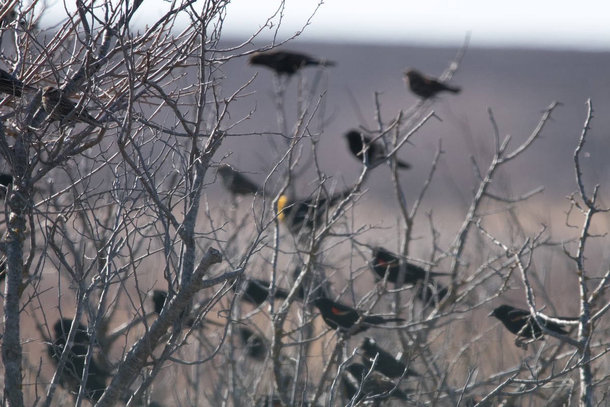 Yellow-headed Blackbird - ML88265841