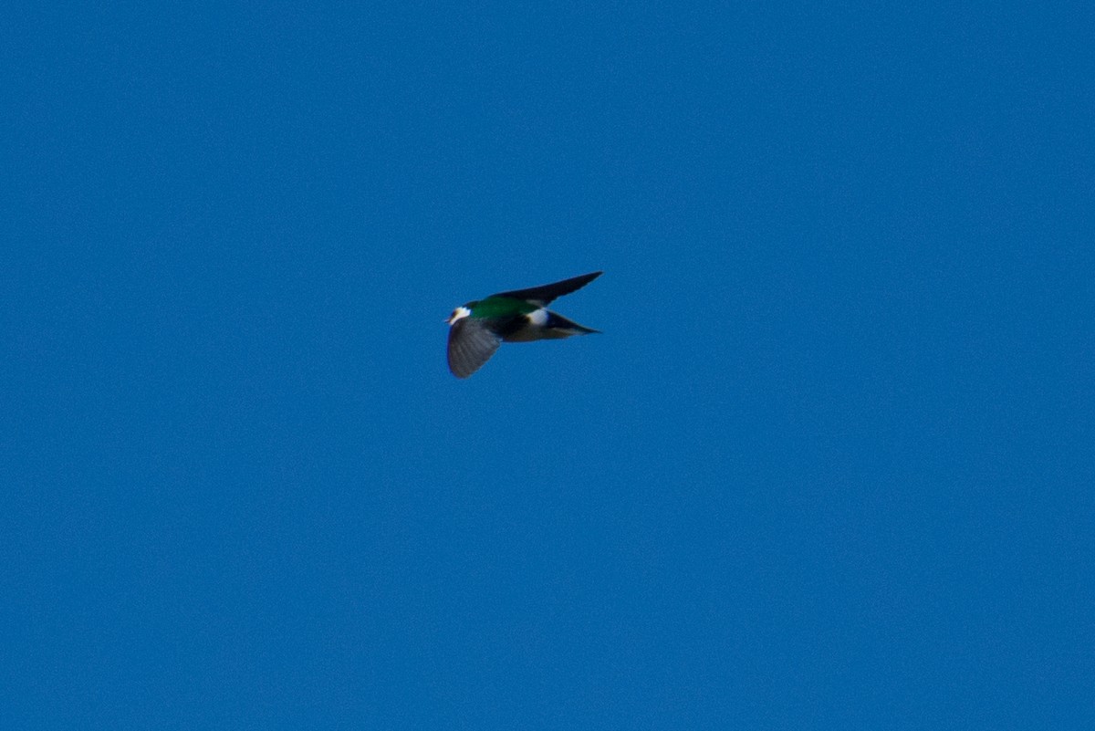 Violet-green Swallow - Mark Schulist