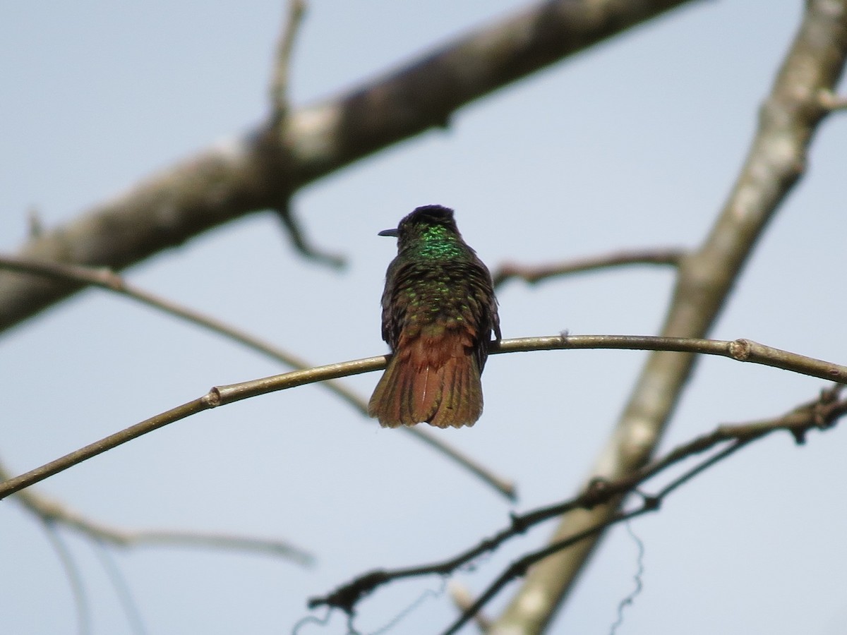 Rufous-tailed Hummingbird - Joan Baker
