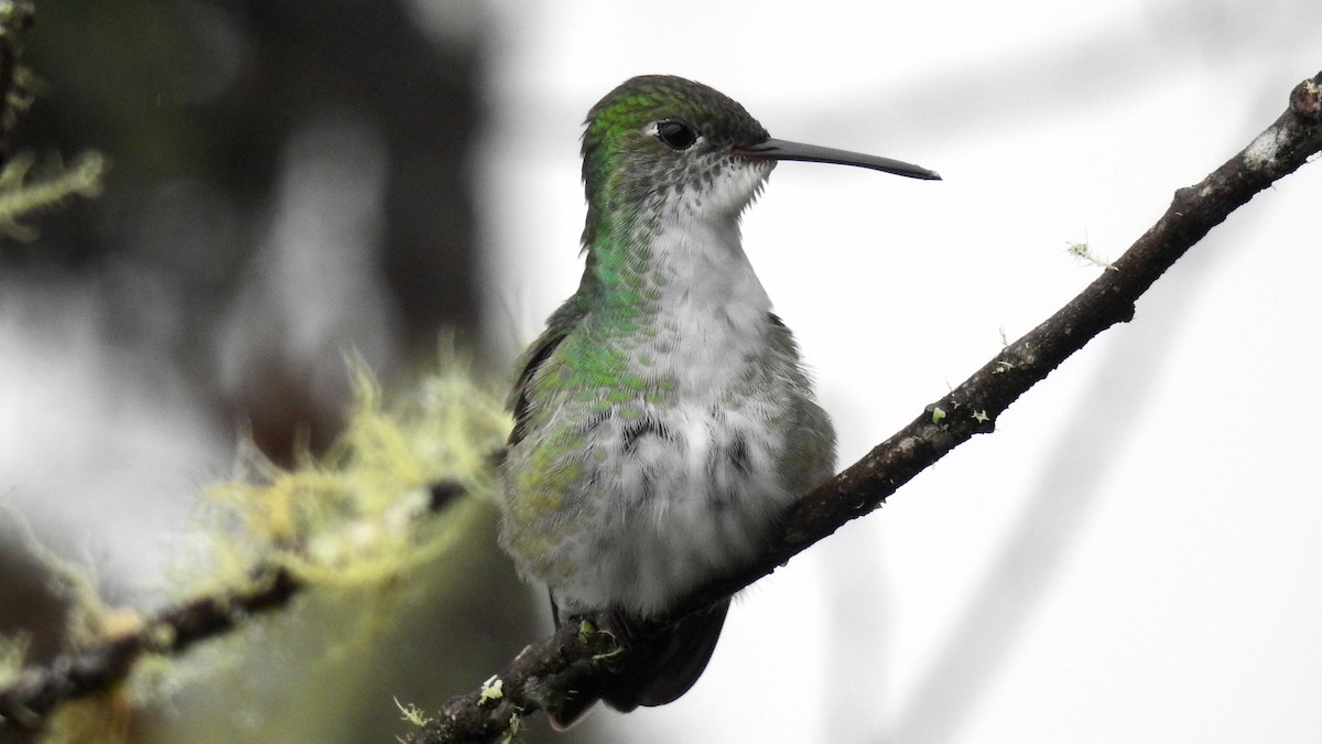 Green-and-white Hummingbird - Fernando Angulo - CORBIDI