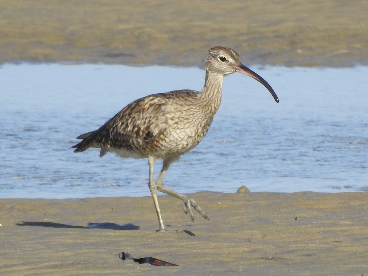 Whimbrel - DS Ridley