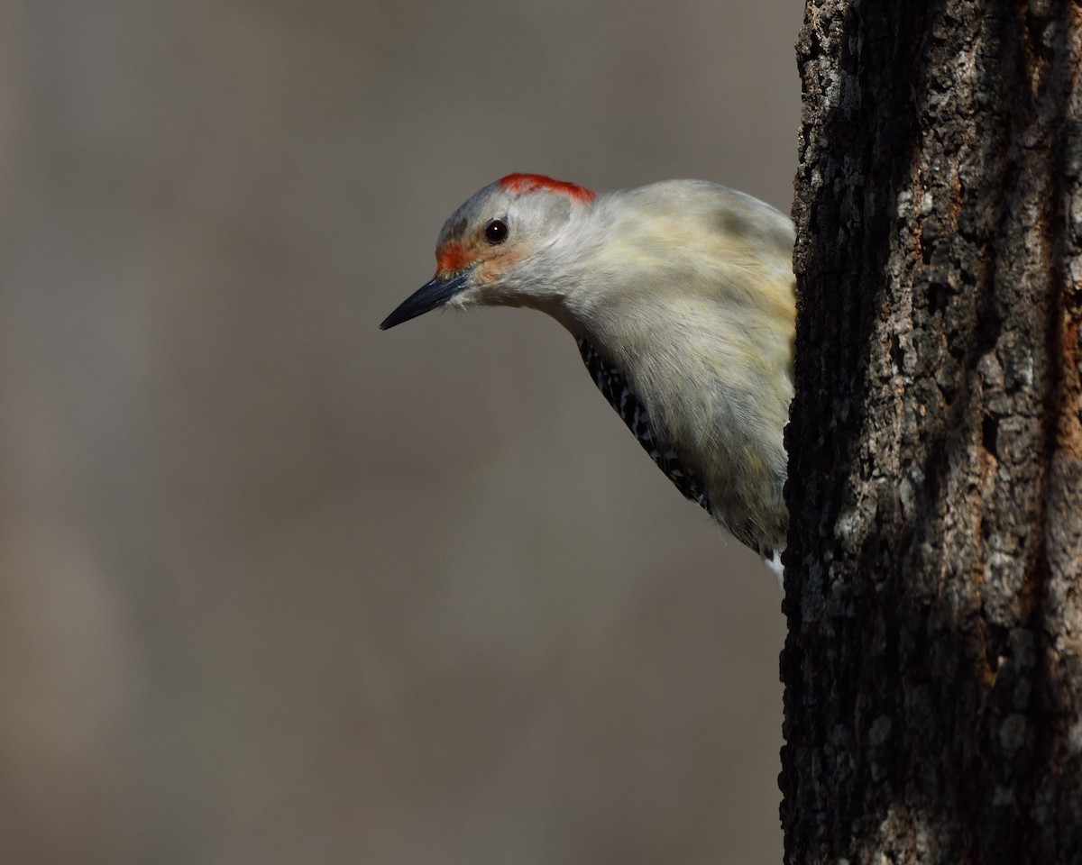 Red-bellied Woodpecker - Max Wilson