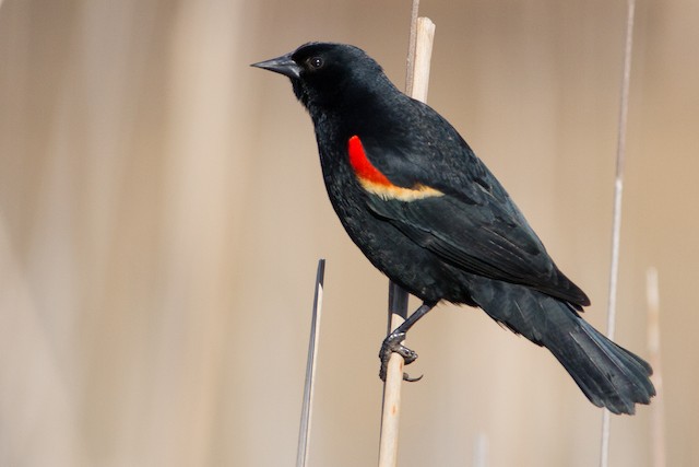 Featured image of post View 30 Black Birds With Red Under Their Wings