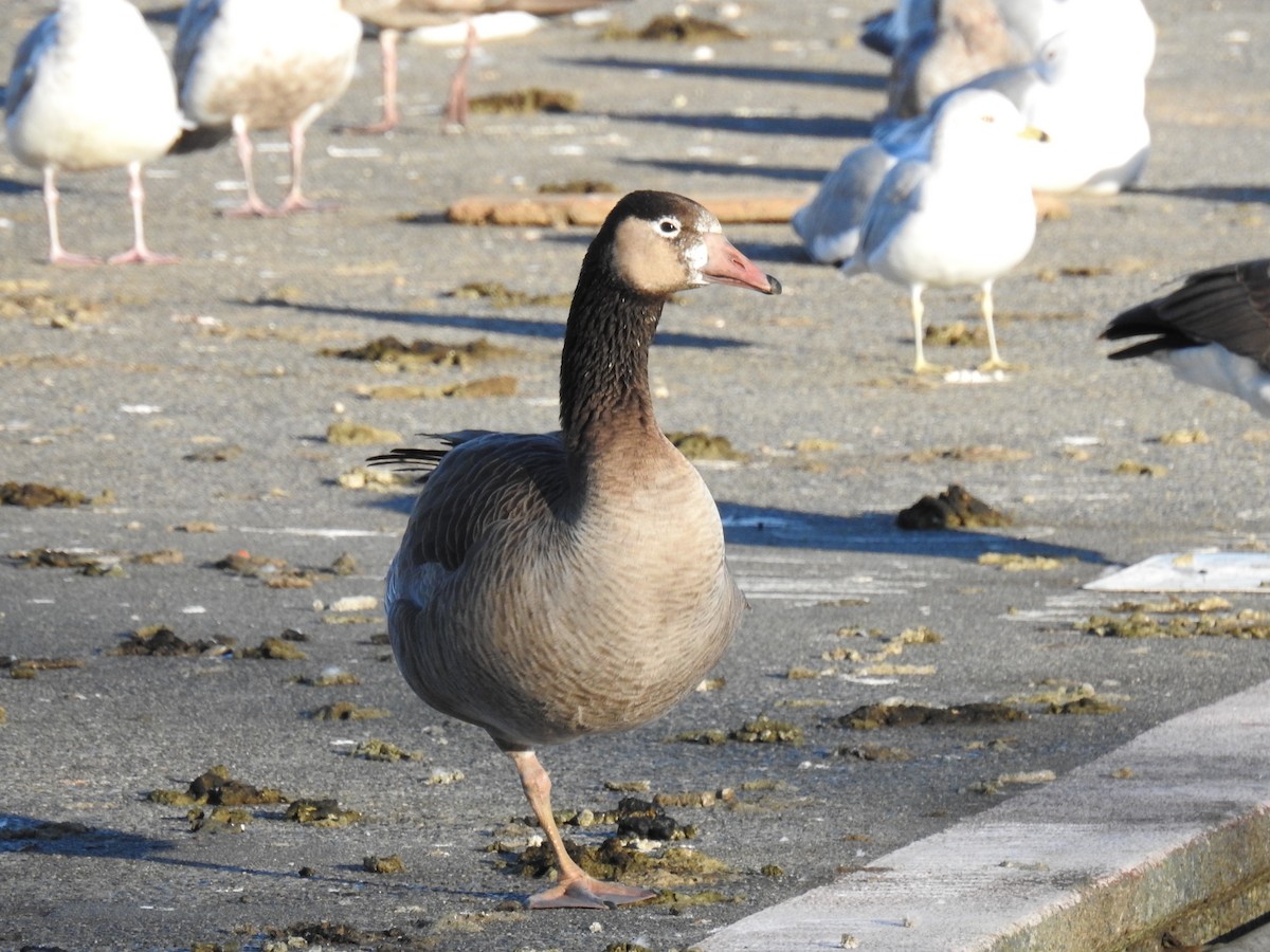 Domestic goose sp. x Canada Goose (hybrid) - David Olsen