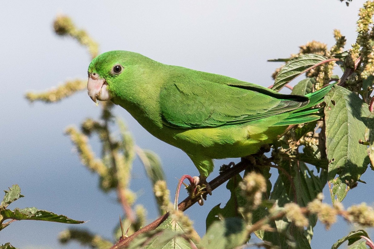 Spectacled Parrotlet - ML88280511