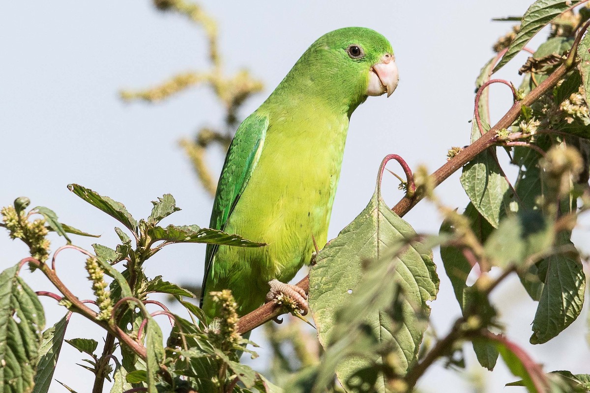 Spectacled Parrotlet - ML88280591