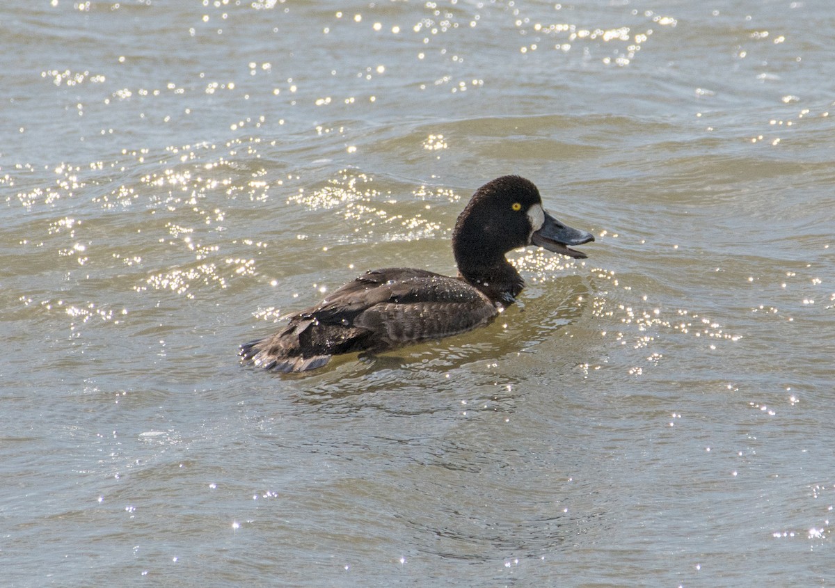 Greater Scaup - Dale Pate