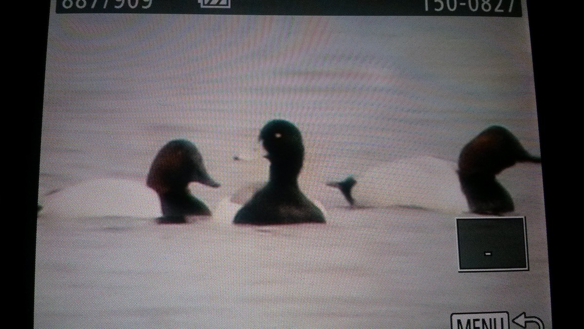 Greater Scaup - ML88284111
