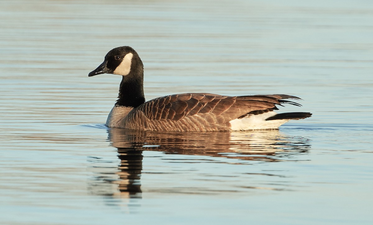 Canada Goose - Robert Scribner