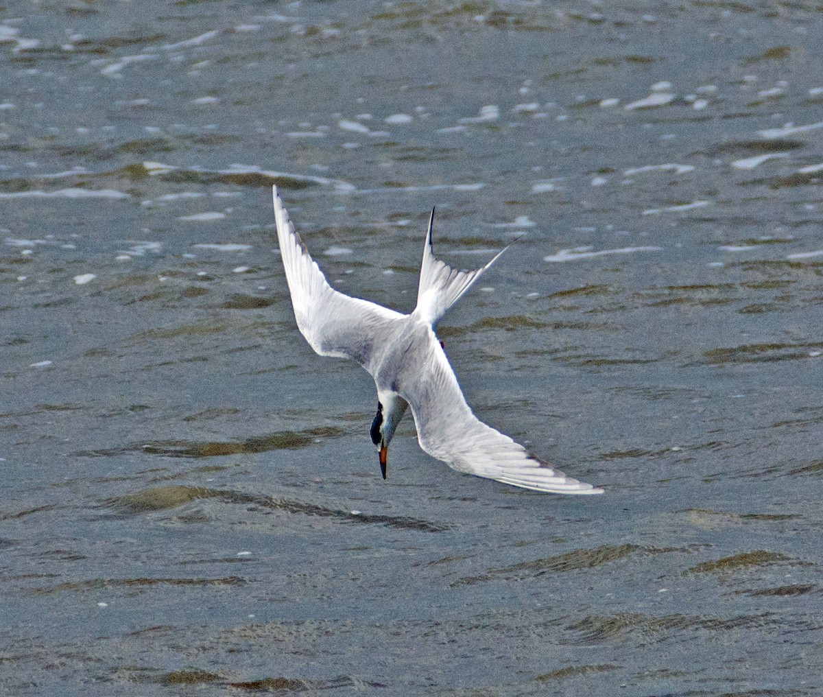 Forster's Tern - Dale Pate