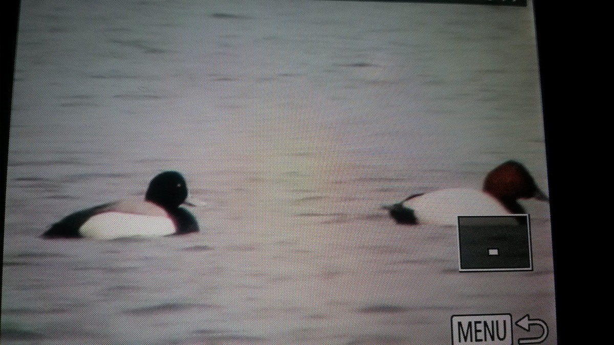 Greater Scaup - ML88284851