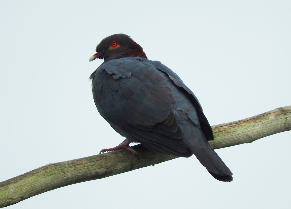 Scaly-naped Pigeon - Eric Haskell