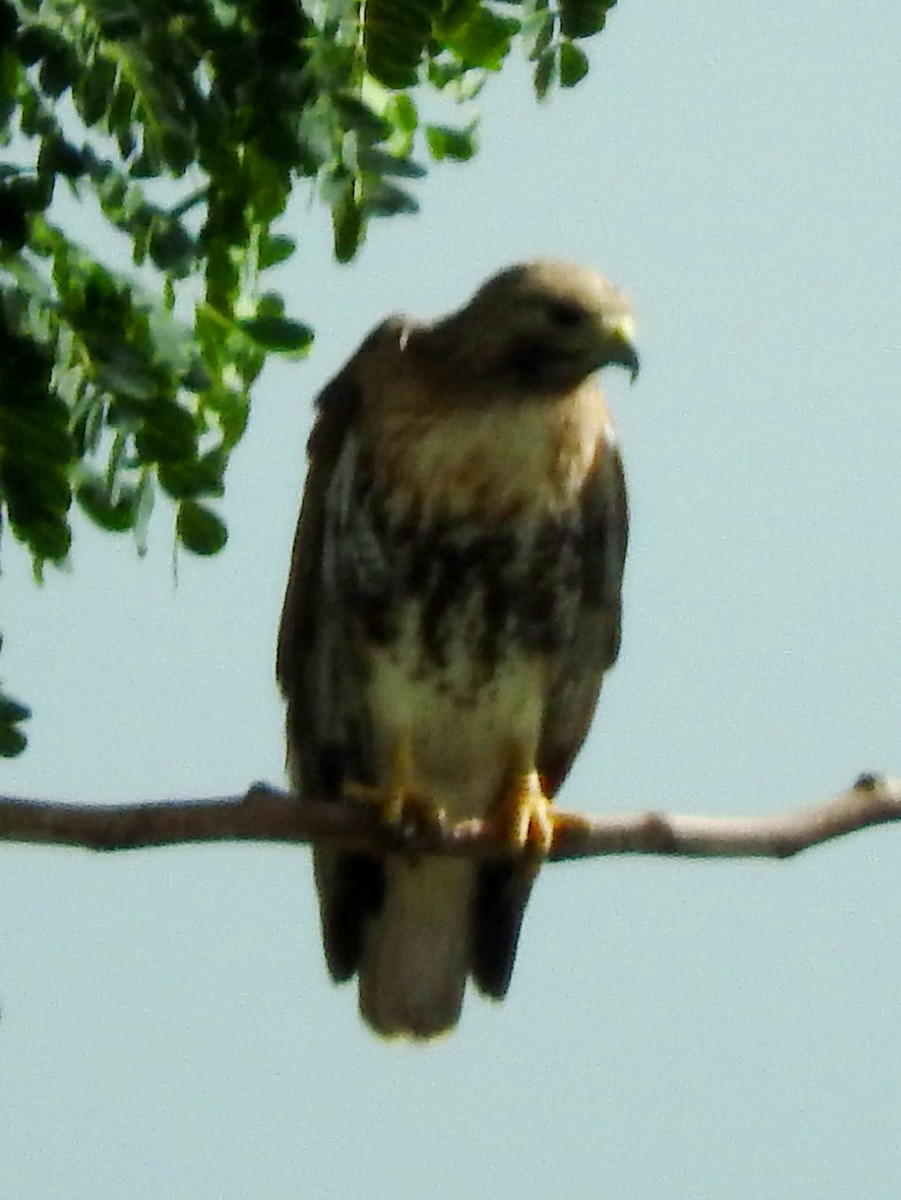 Red-tailed Hawk - ML88286551