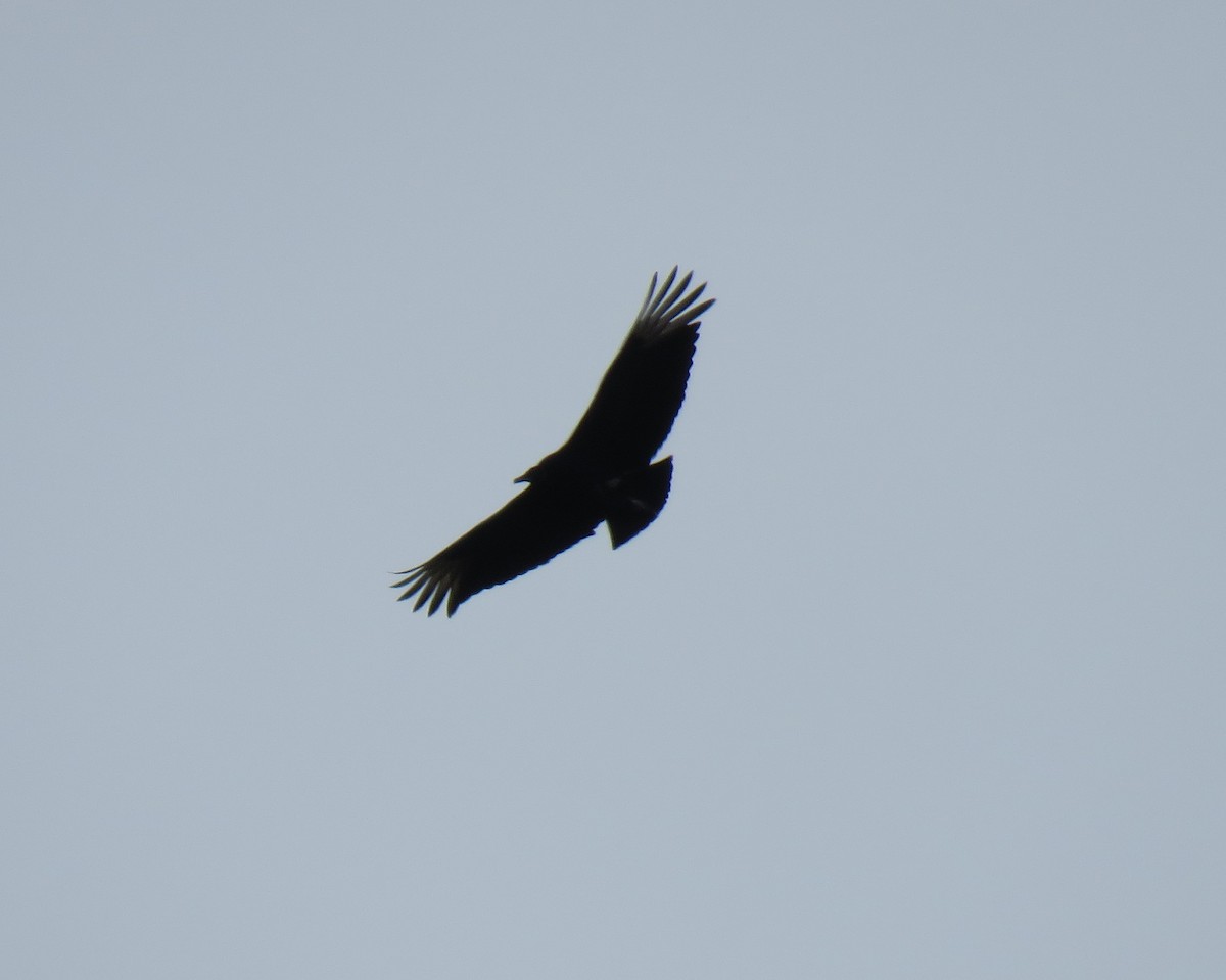 Black Vulture - ML88287121