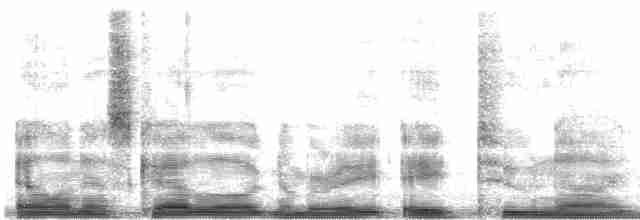 Troglodyte à nuque rousse (rufinucha) - ML8829