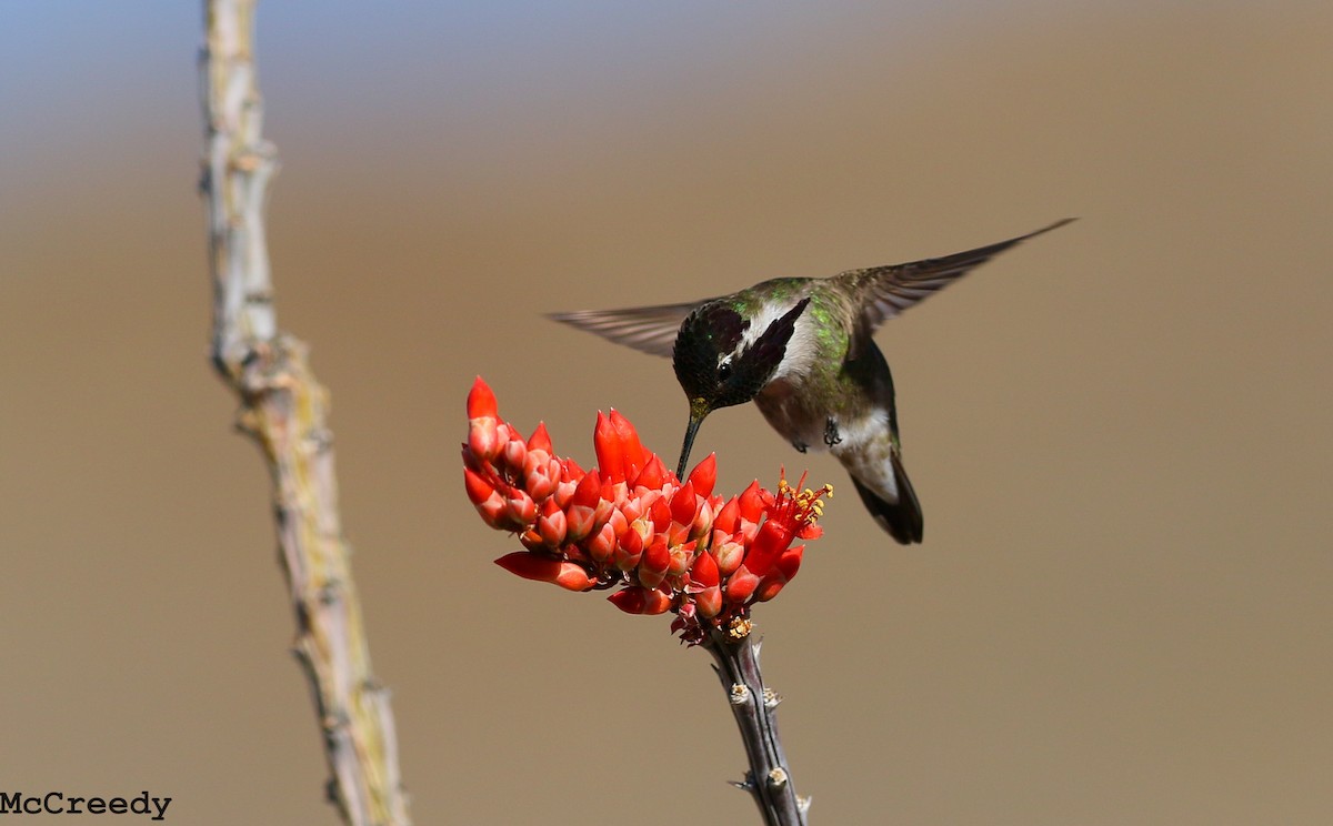 Costa's Hummingbird - ML88292091
