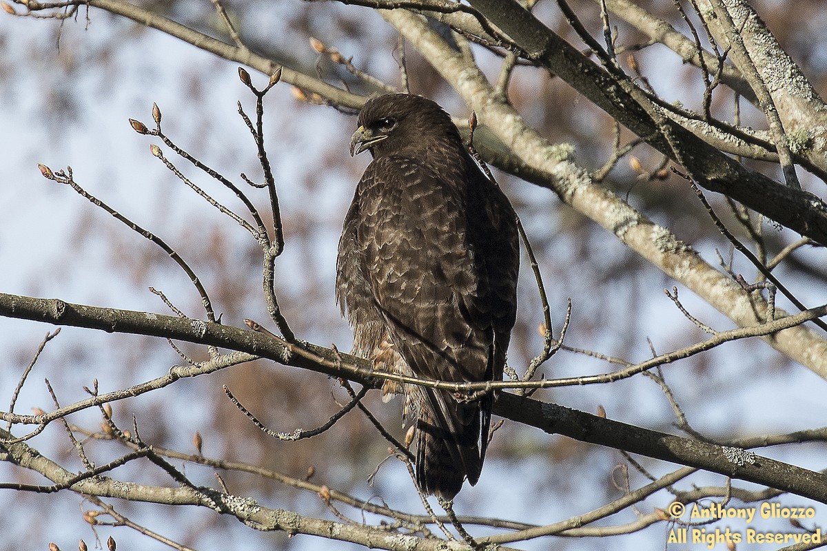 Red-tailed Hawk - ML88294191